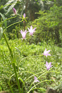 麦冬-药材