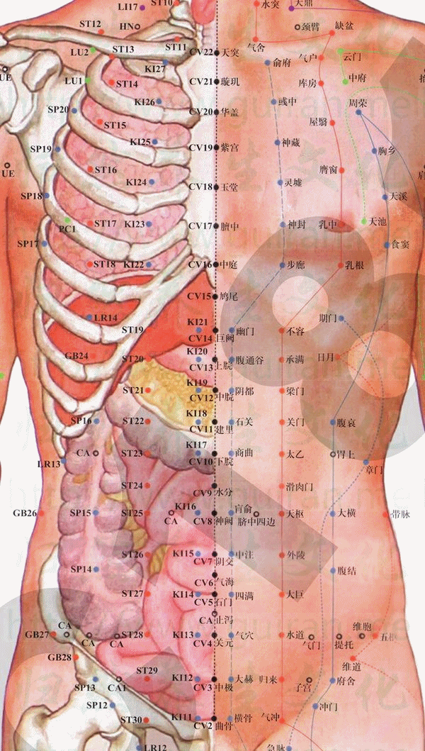 关元-体表图 关元-体表图