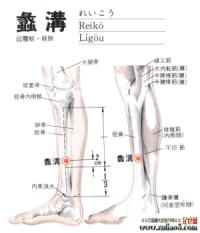 蠡沟-解剖图
