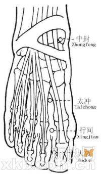 太冲-解剖图 太冲-体表示意图