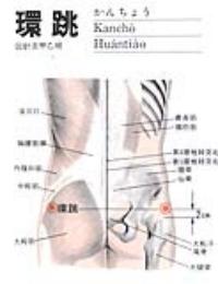 环跳-断层解剖图 环跳-解剖图
