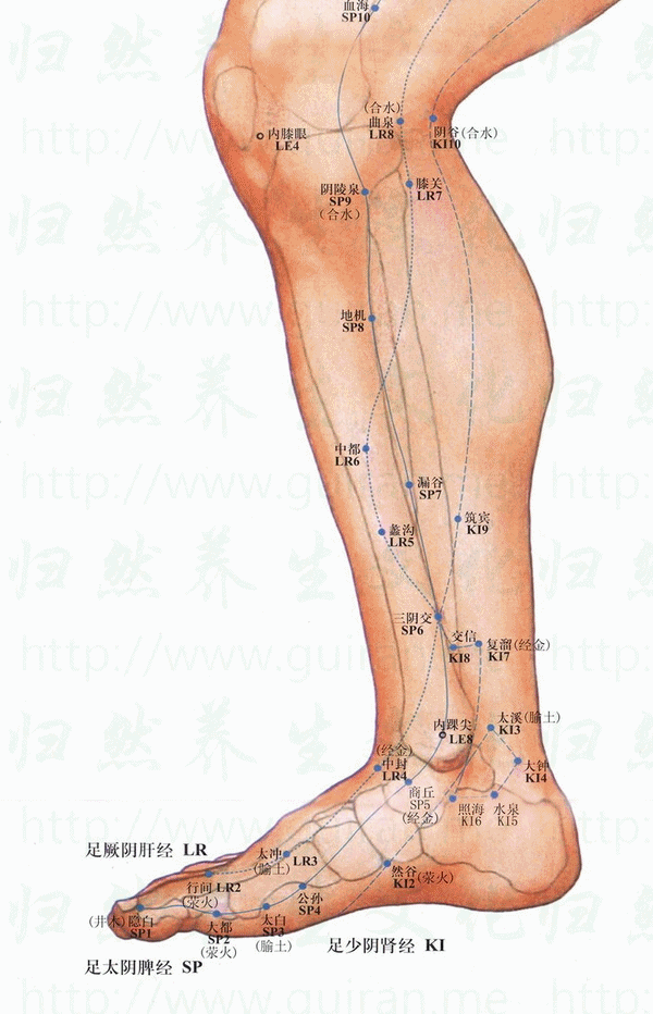 照海-体表图 照海-体表图