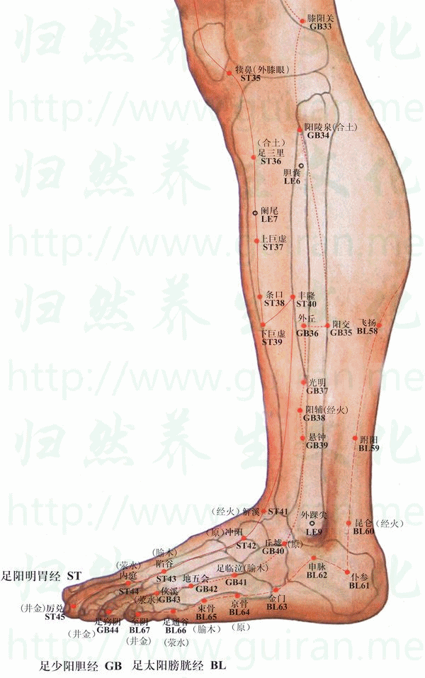 金门-体表图