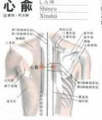 心俞-解剖图