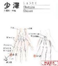 少泽-解剖图
