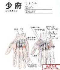 少府-解剖图