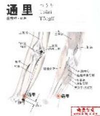 通里-解剖图