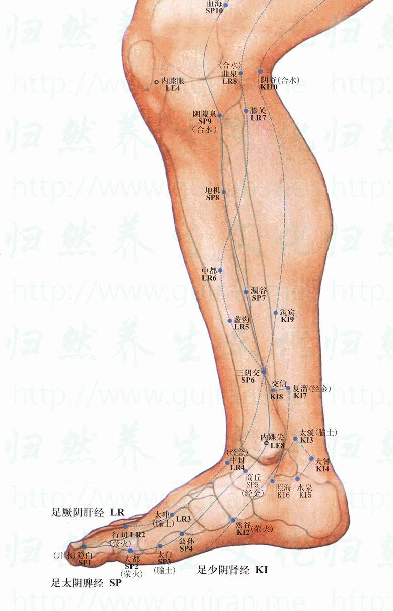 阴陵泉-体表图