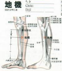 地机-解剖图