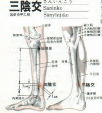 三阴交-断层解剖图 三阴交-解剖图