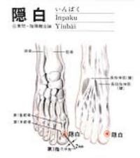 隐白-解剖图