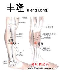 丰隆-解剖图