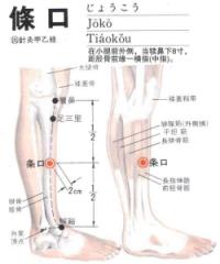 条口-解剖图