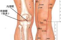 犊鼻-体表示意图