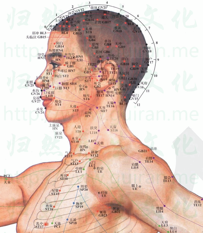 臂臑-体表图