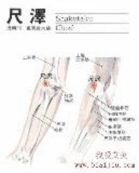 尺泽-解剖图