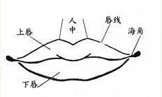 口部(嘴)算命图解