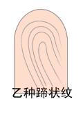 指纹类型大全