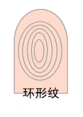 指纹类型大全