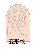 指纹类型大全