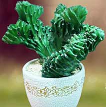 玉麒麟植物 玉麒麟植物