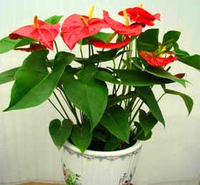 火鹤花盆栽 火鹤花盆栽