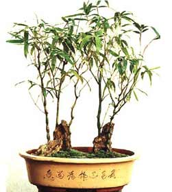 佛肚竹盆景盆栽 佛肚竹盆景盆栽
