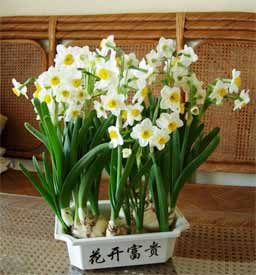 水仙 水仙