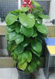 室内植物绿宝石 室内植物绿宝石