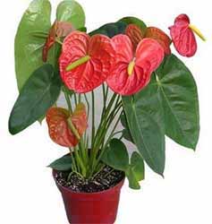 火鹤花 火鹤花